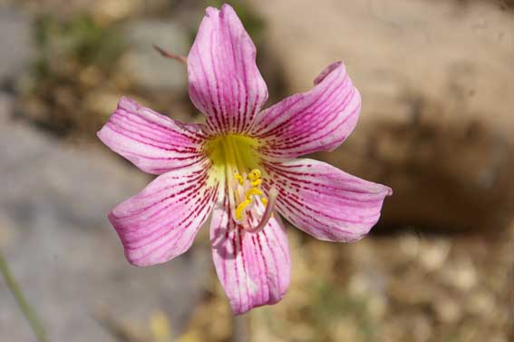 r. rhodolirion